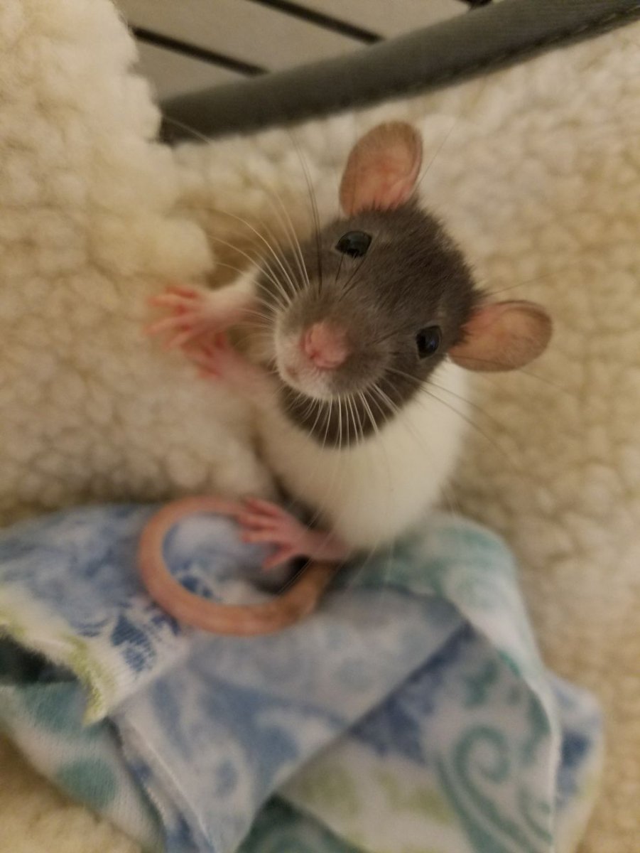 Сатиновая крыса Дамбо