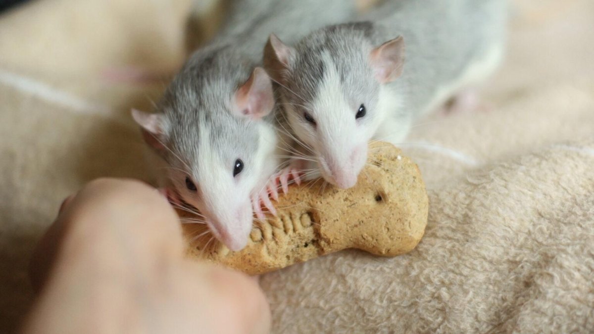Милые крысы и хомяки