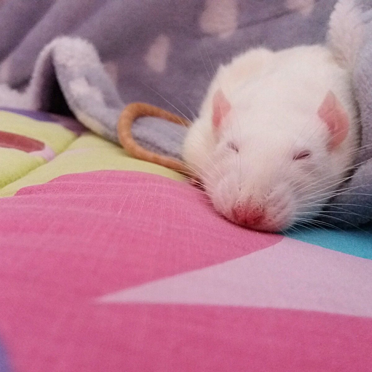 Крыса домашняя милая