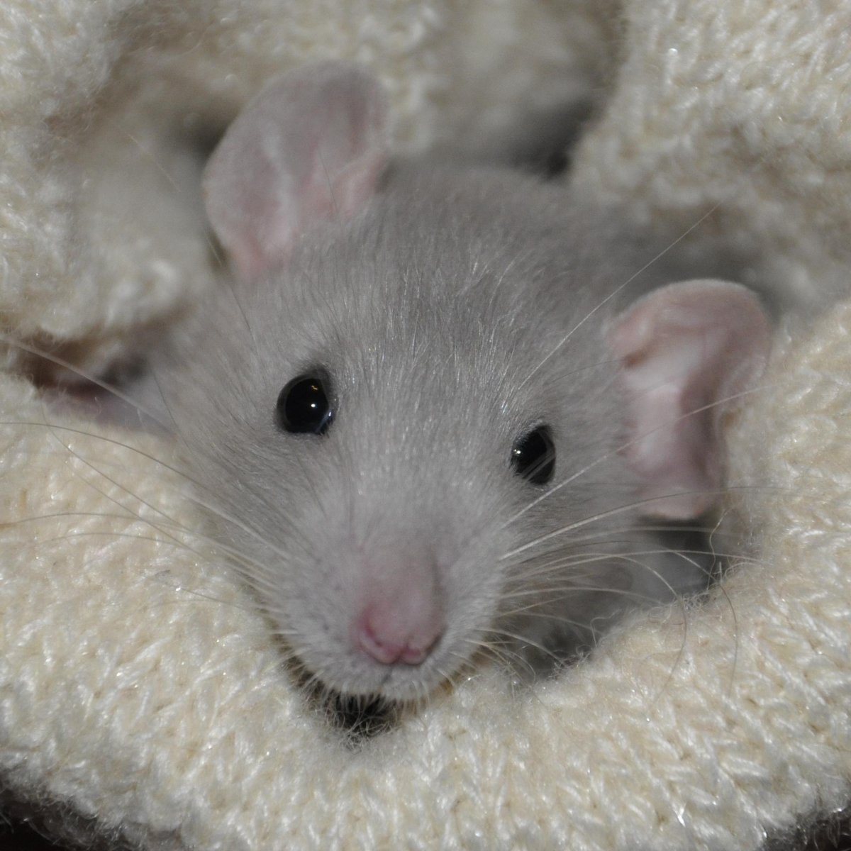 Крыса Дамбо альбинос