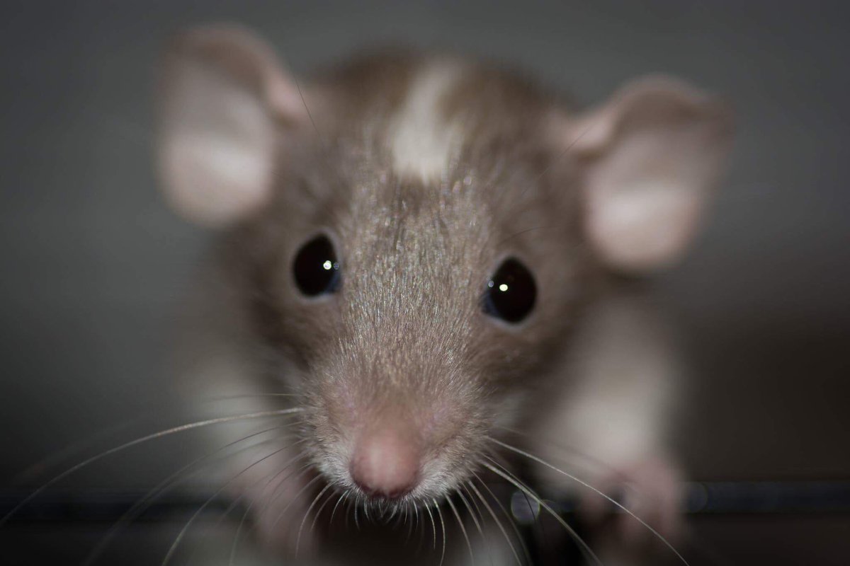 Милые крысята Дамбо