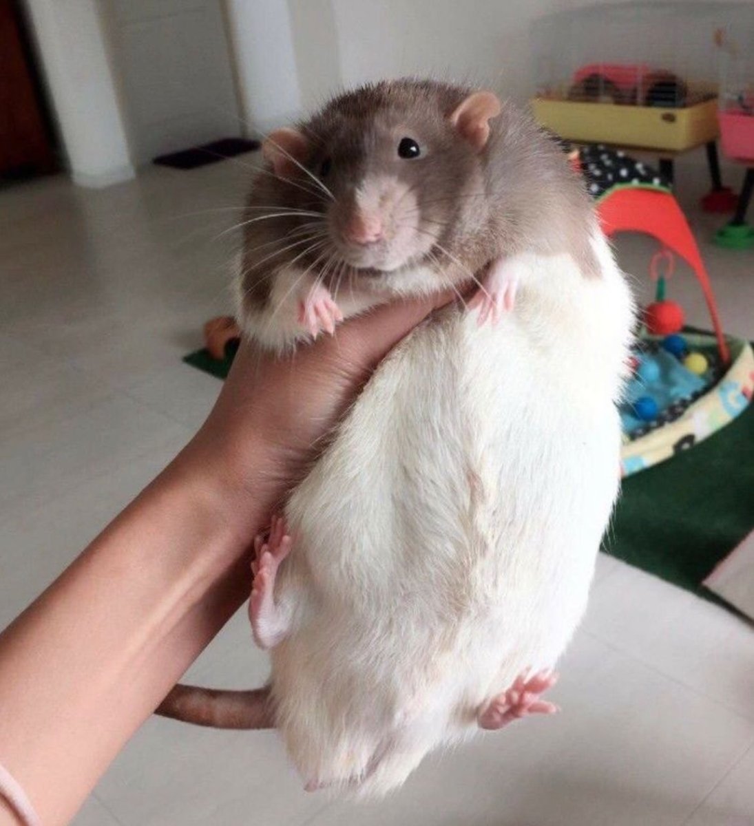 Крыса Дамбо Амбер