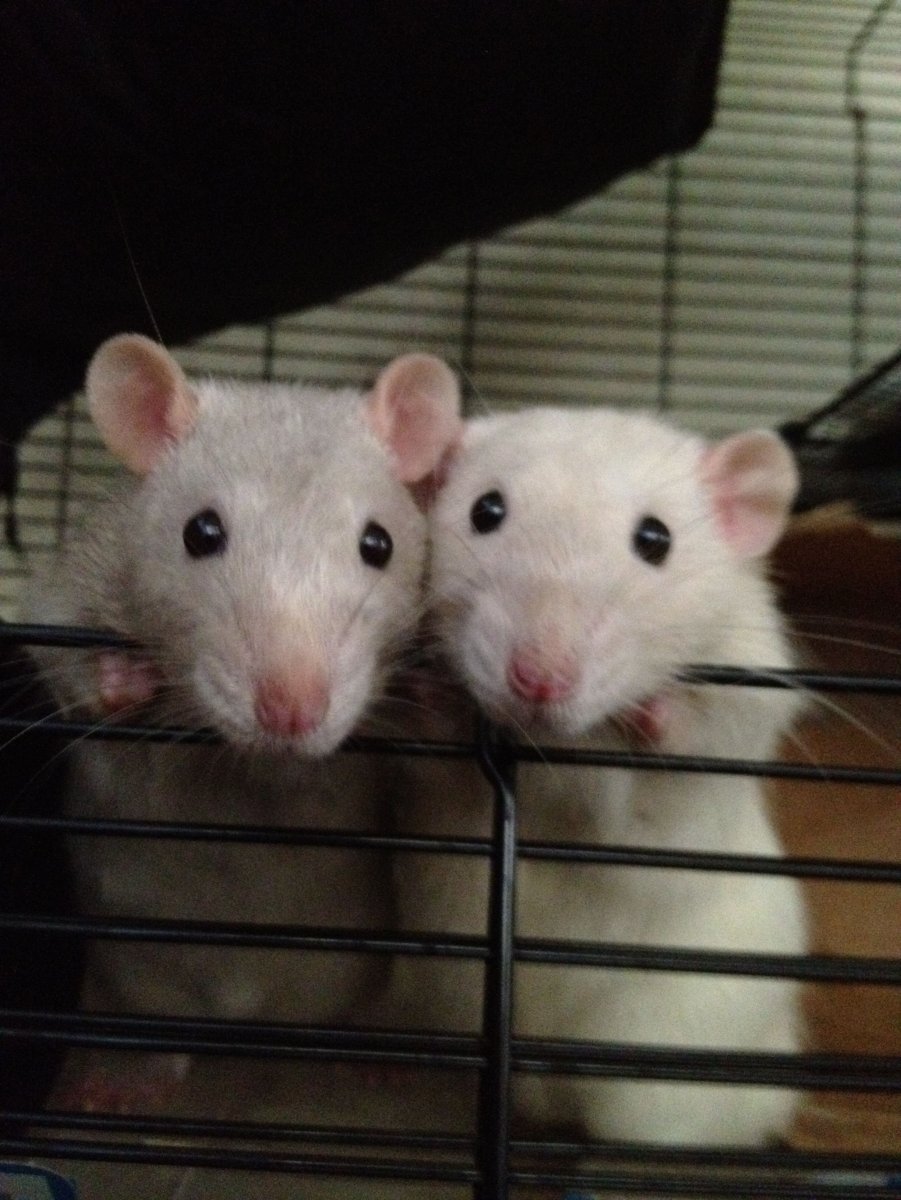 Крыса улыбается