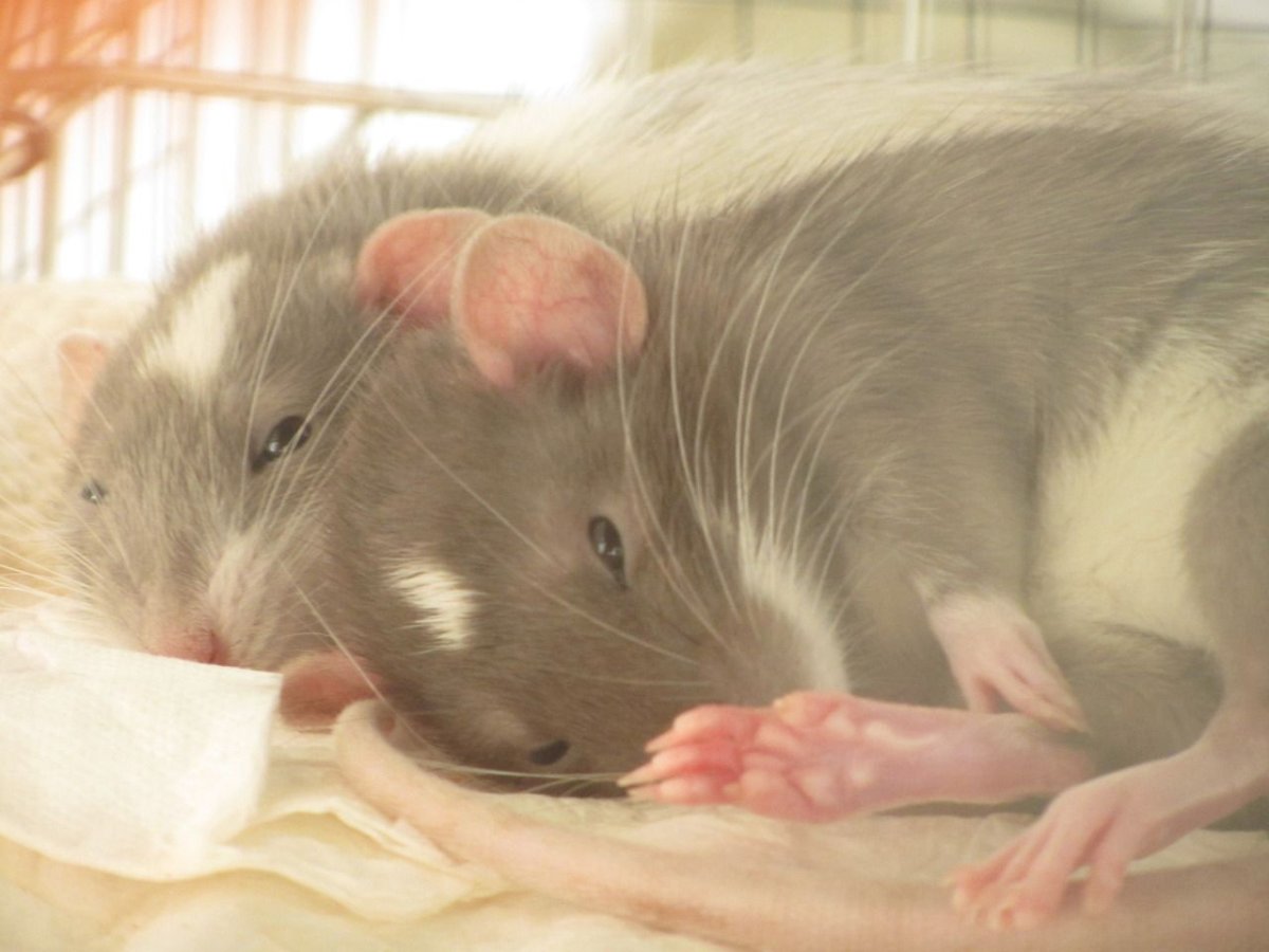 Две милые крыски