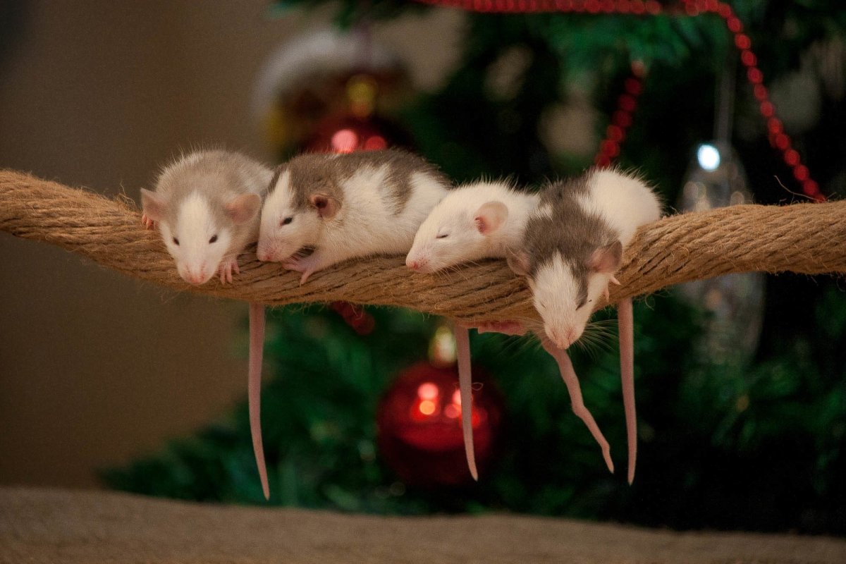 Крысы Дамбо Детеныши