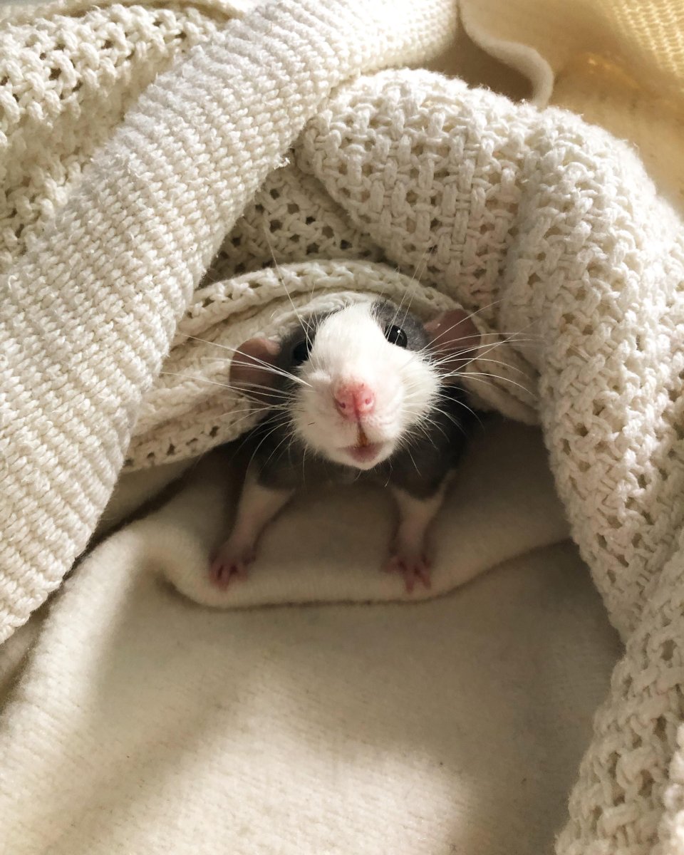 Иришка Мими крысы