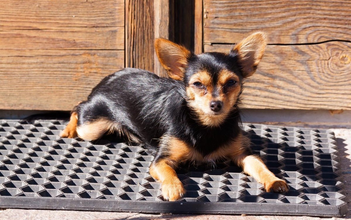 Chorkie порода