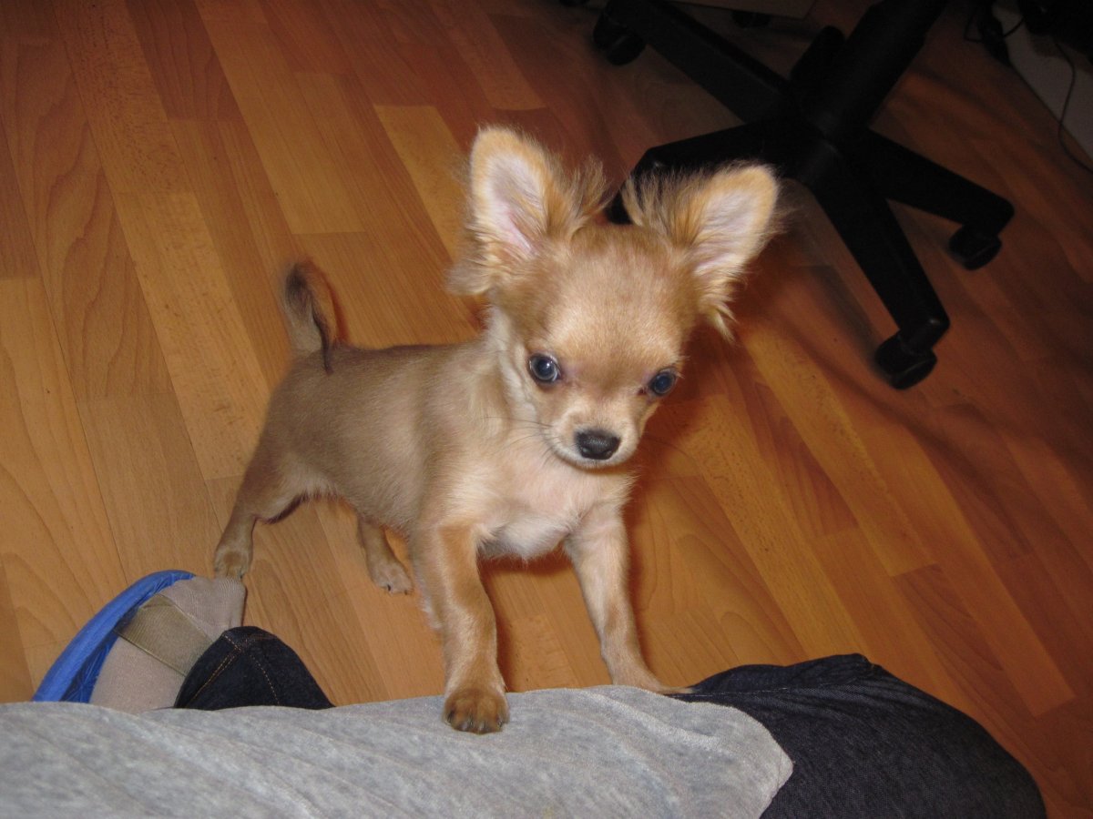 Помесь Йорка и той терьера