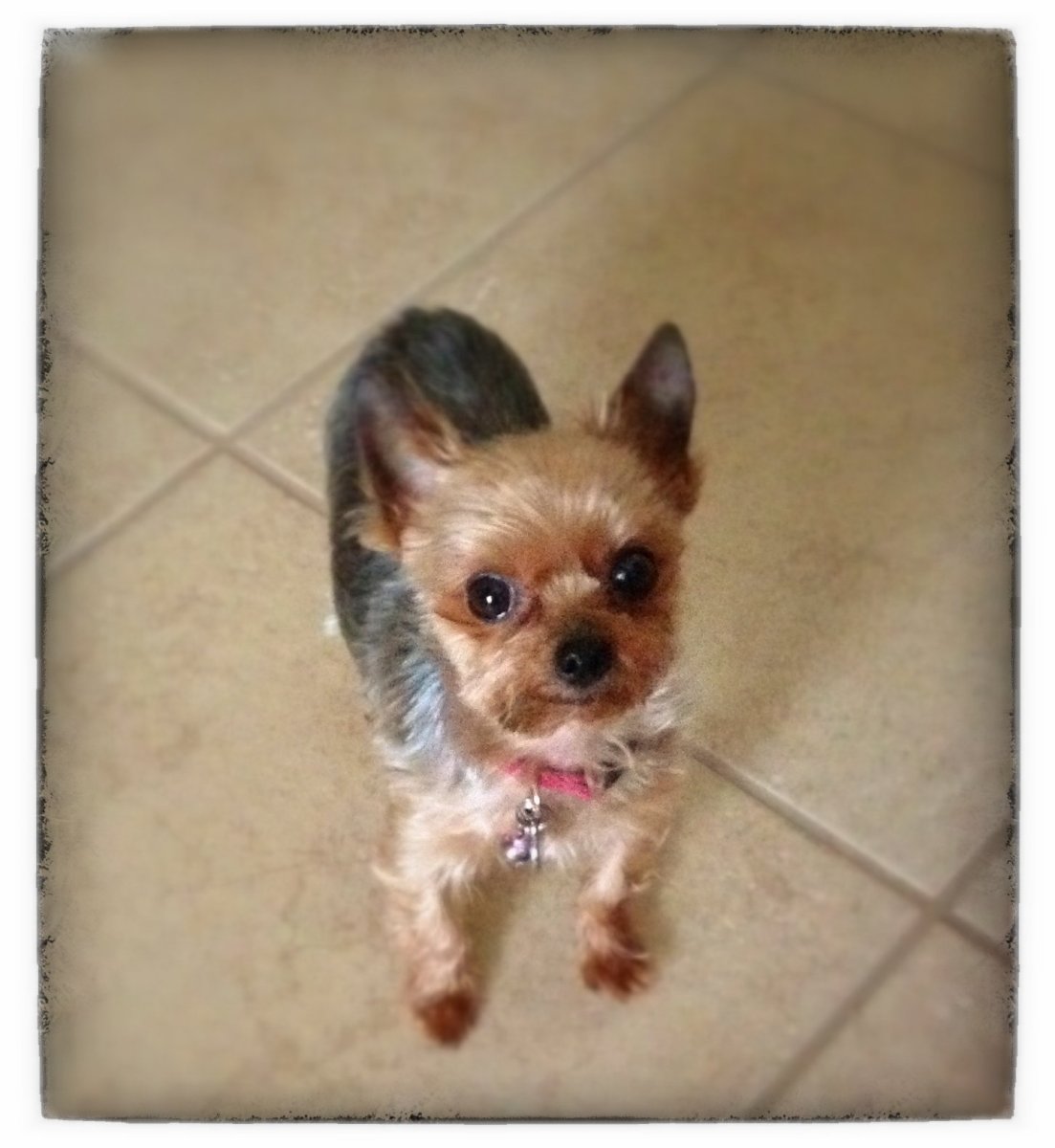 Помесь Йорка и чихуахуа