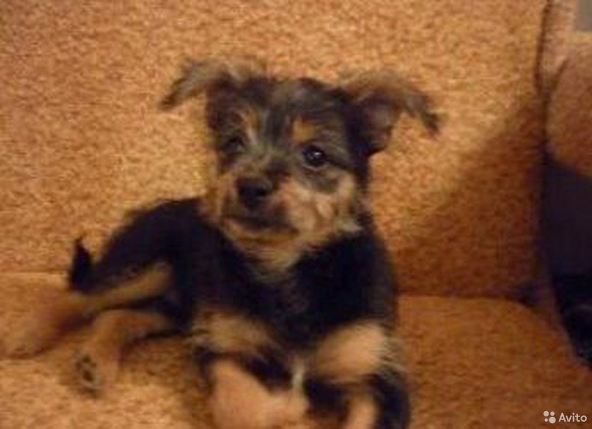 Йоркширский терьер и пудель помесь