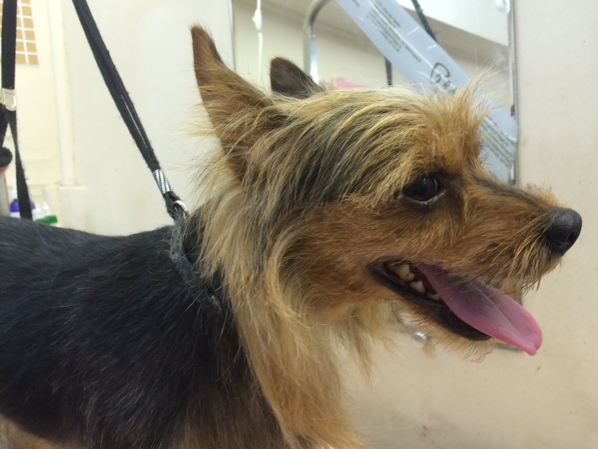 Помесь шпица и Йорка