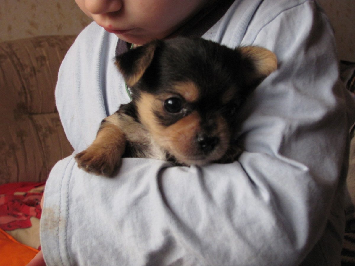 Метис Йорка и той терьера