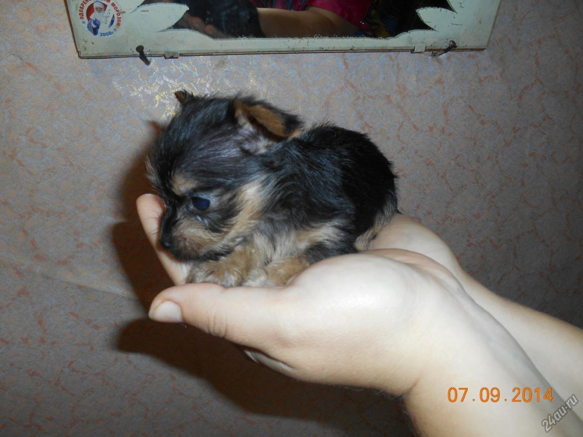 Метис Йорка