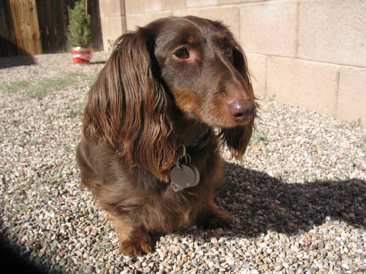 Семья с собакой