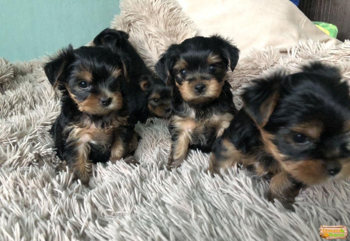 Метисы маленьких пород собак