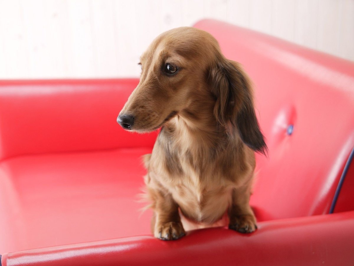 Мохнатая собачка похожая на таксу