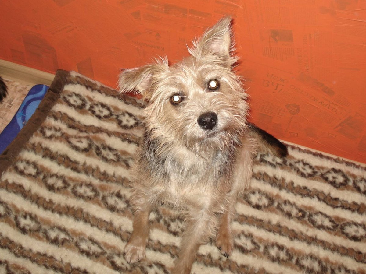 Щенки метисы чихуахуа