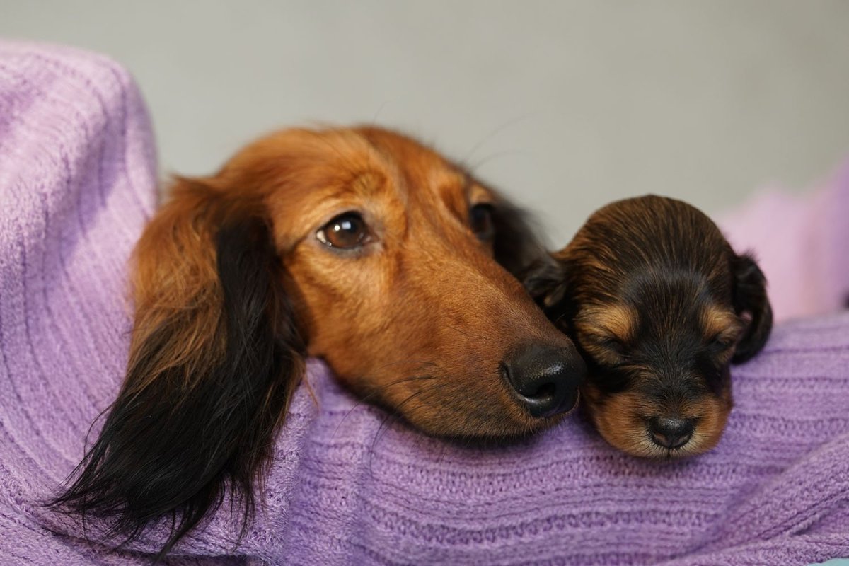 Кто пел пушистая няшка