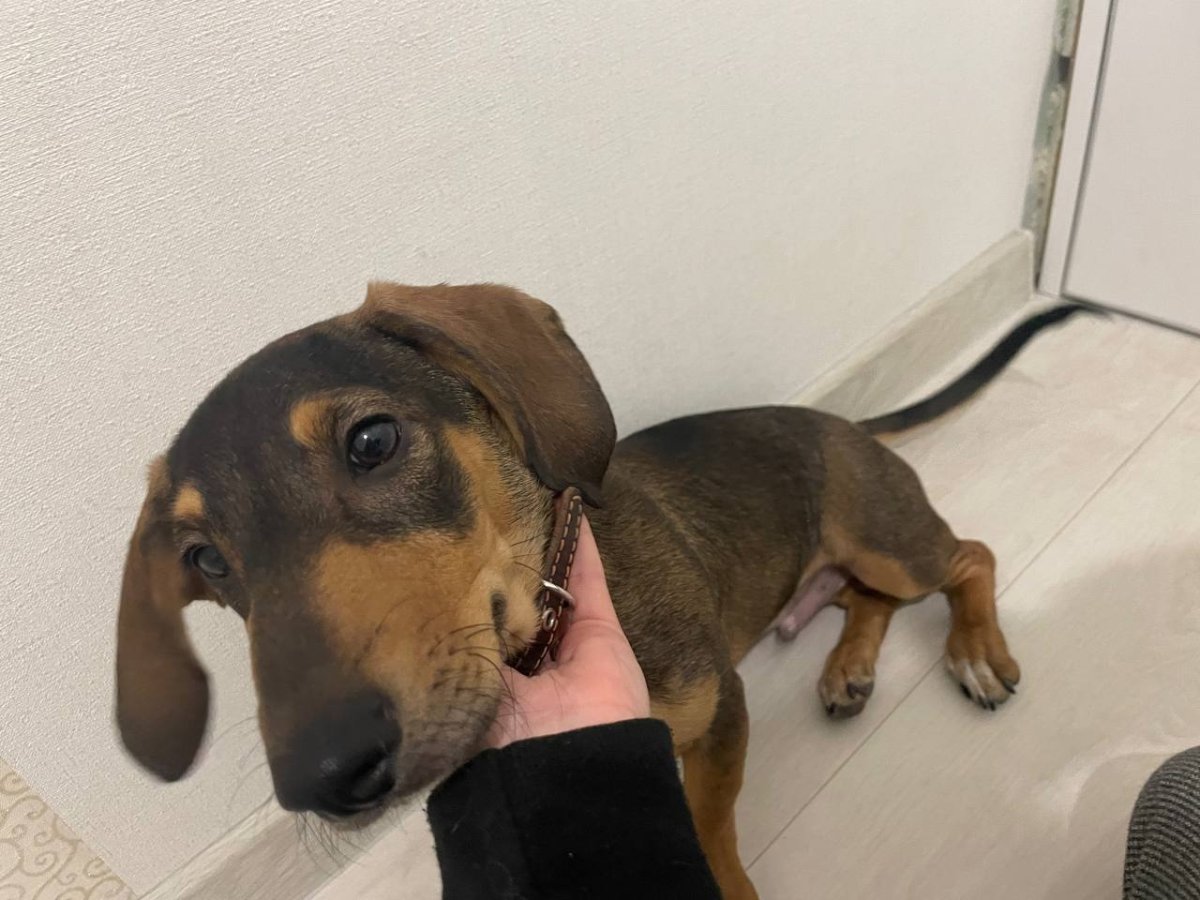 Miniature Dapple Dachshund