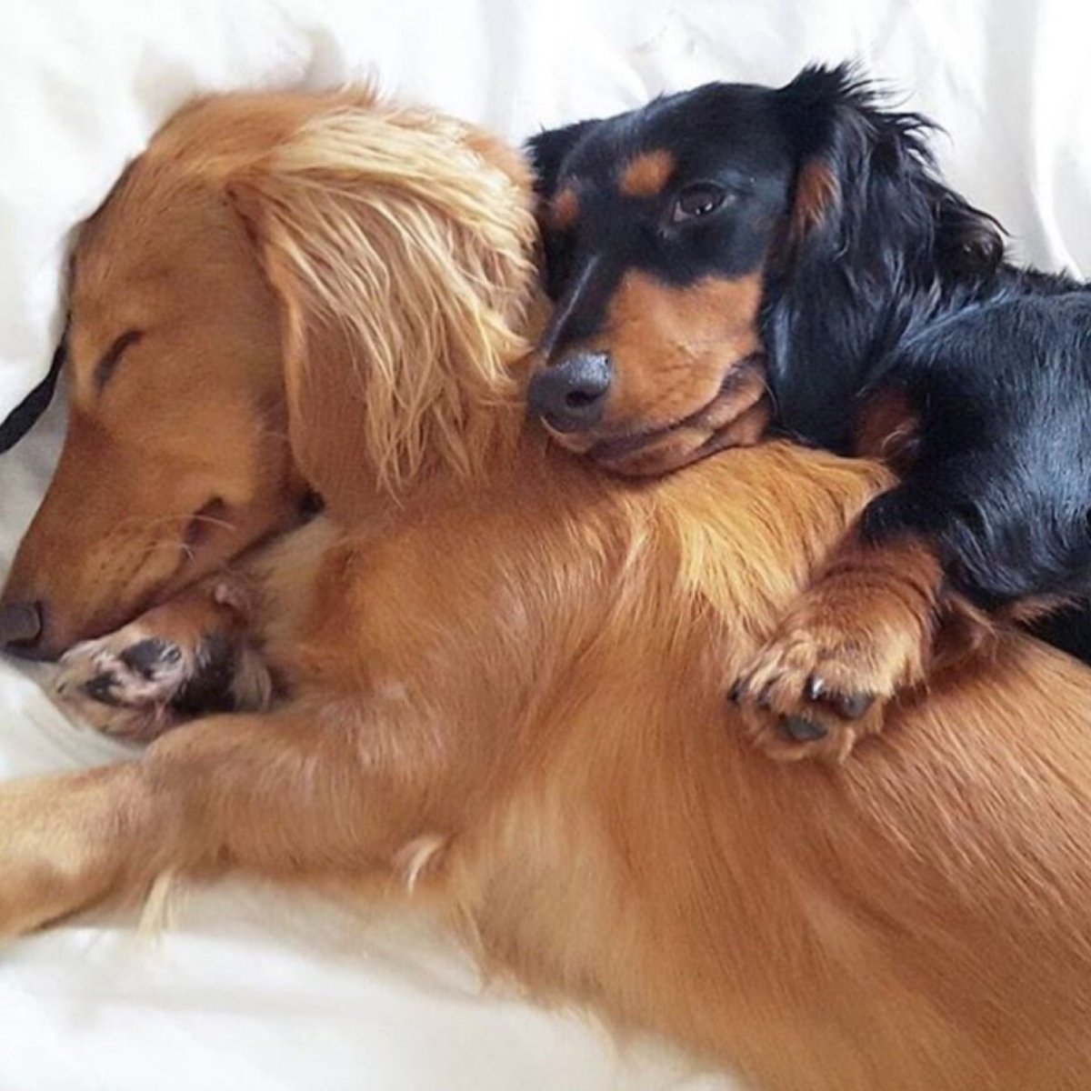 Такса длинношерстная стандарт породы