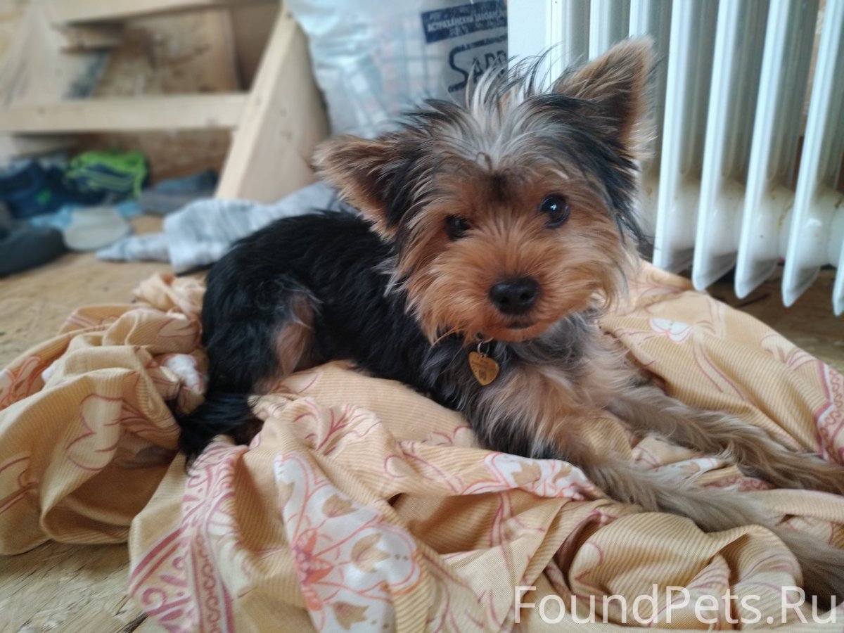 Смесь Йорка и пинчера