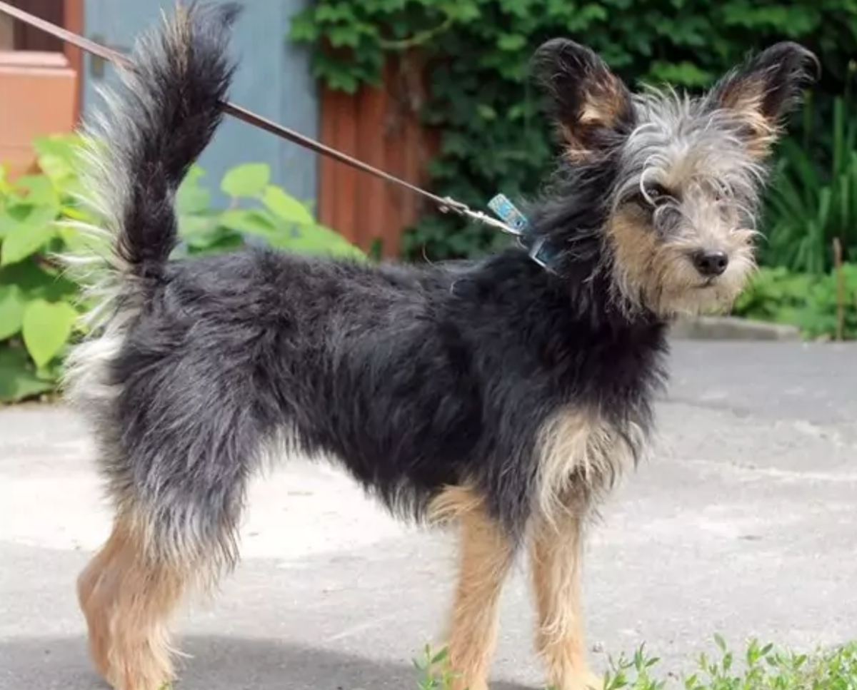 Йоркширский корги