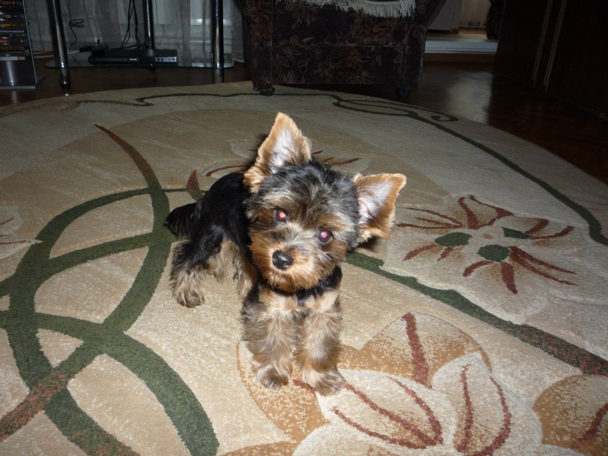 Щенок метис Йорка 2 месяца