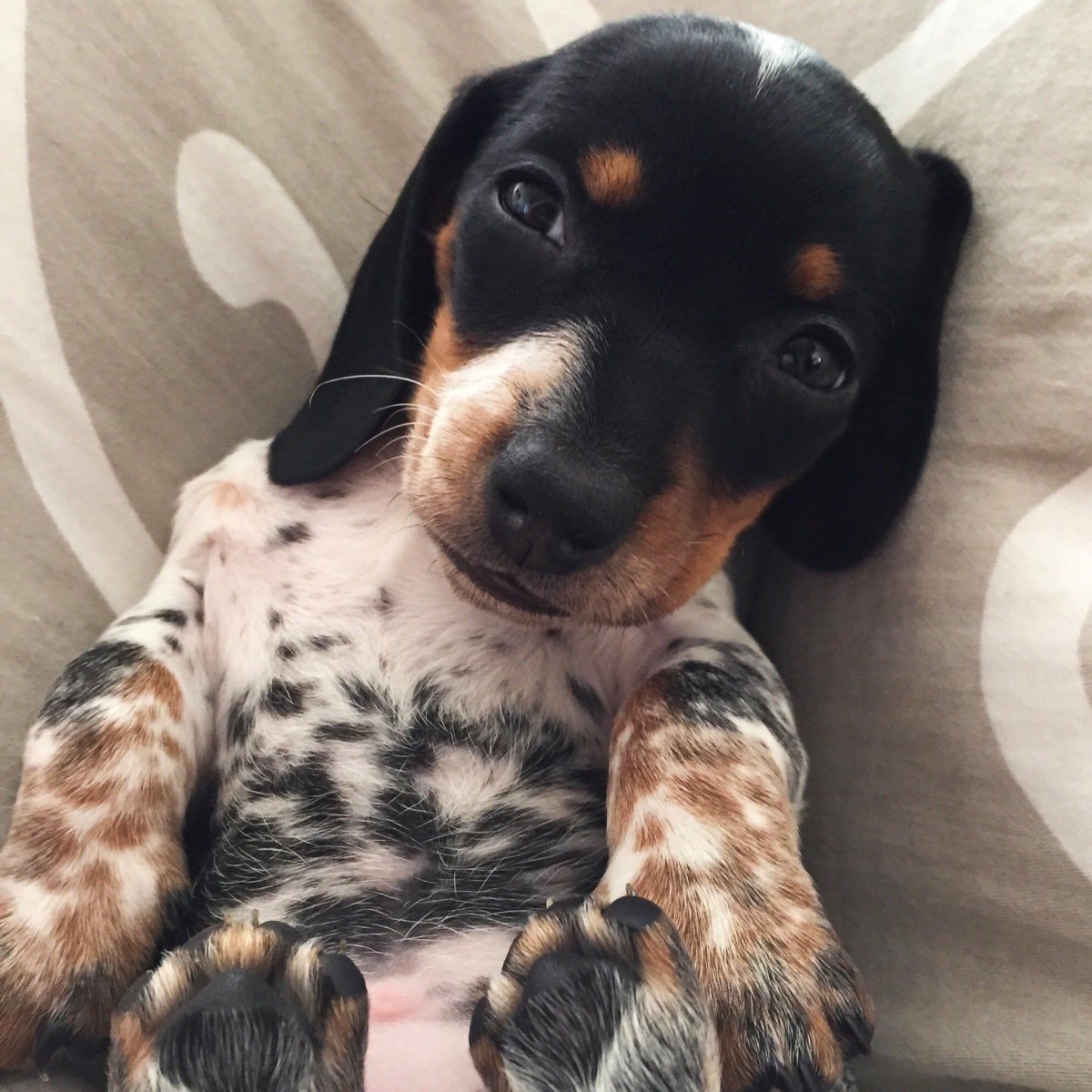 Кроличья такса белая