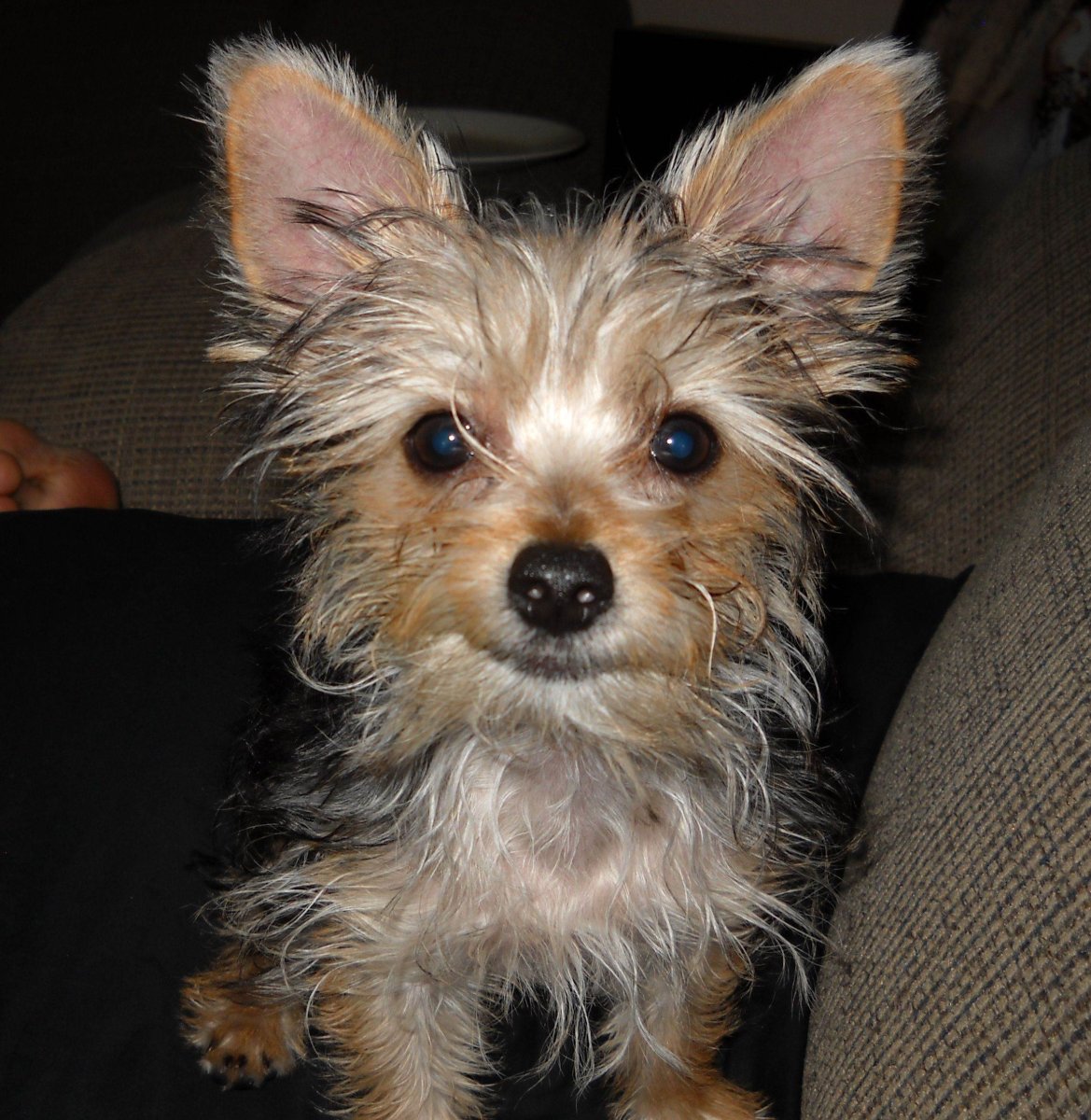 Помесь чихуахуа и йоркширского терьера