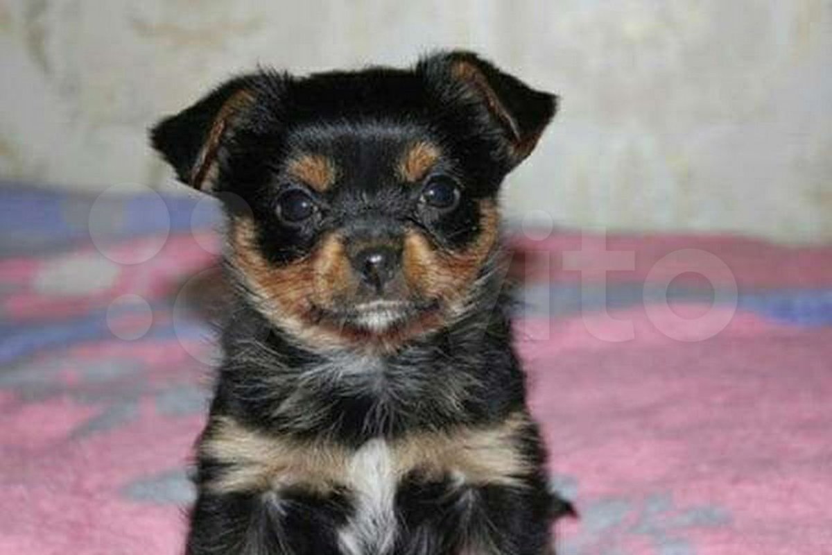 Щенок метис Йорка 2 месяца