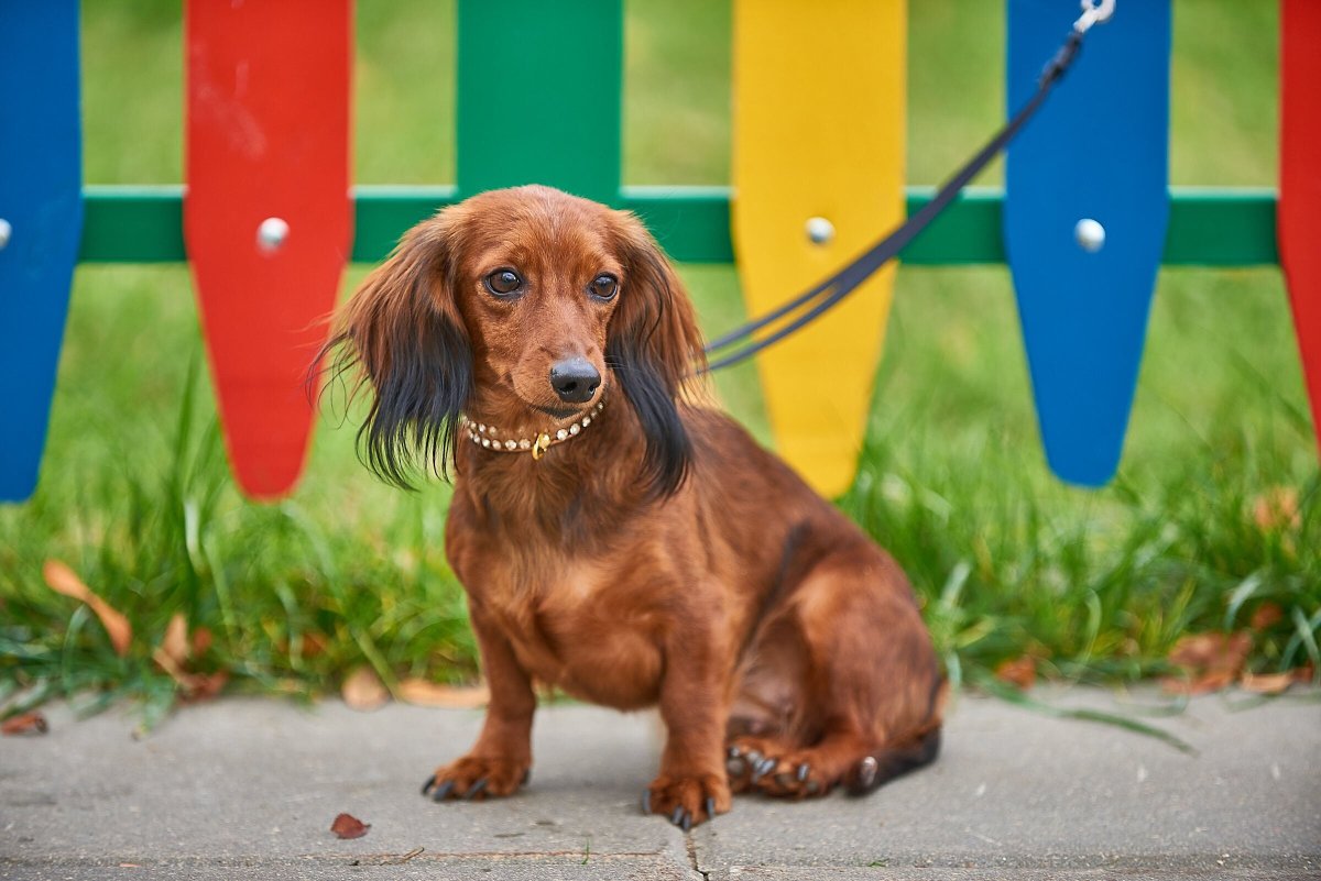 Тайская такса