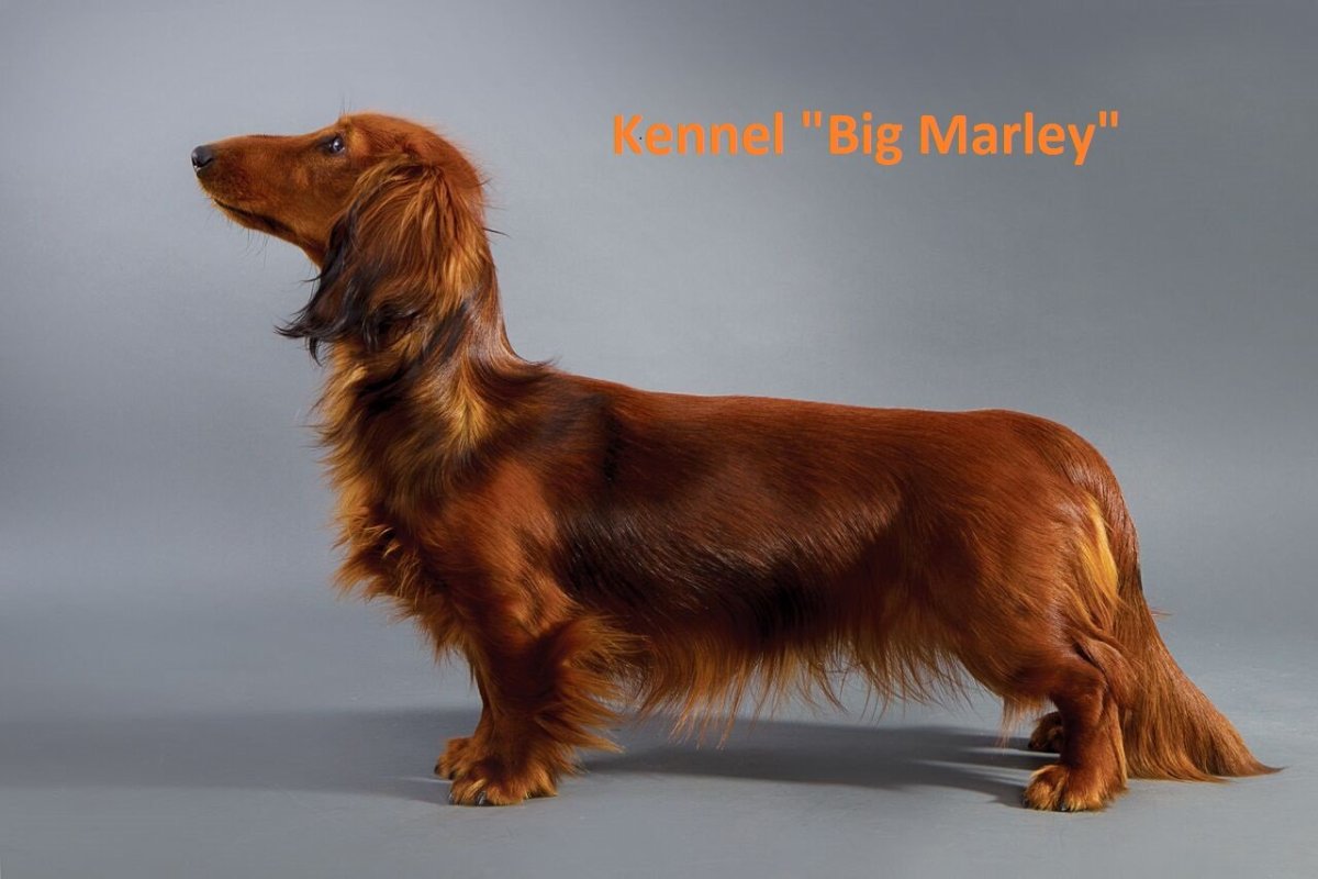 Лохматая такса порода