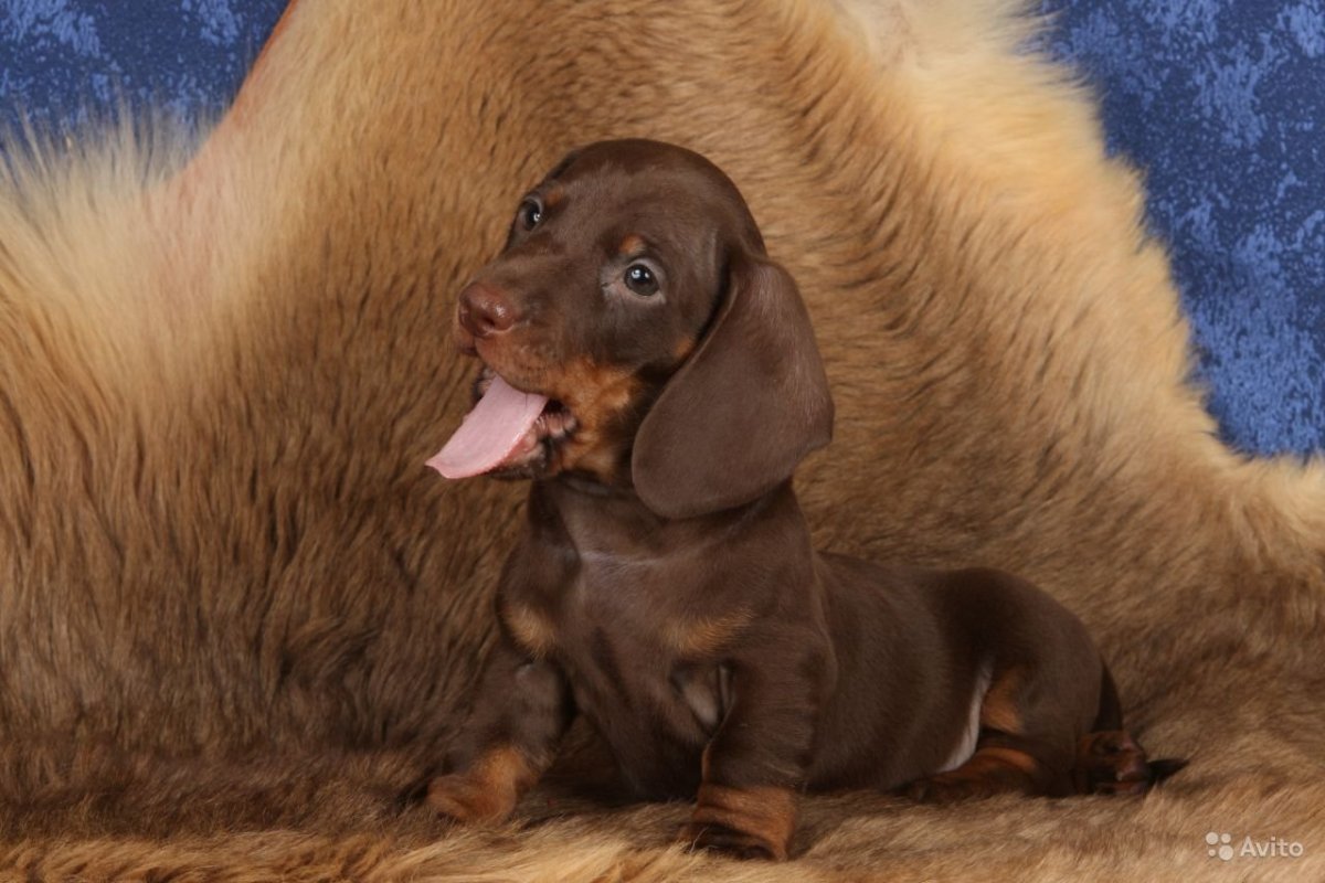 Лохматая такса с дворнягой