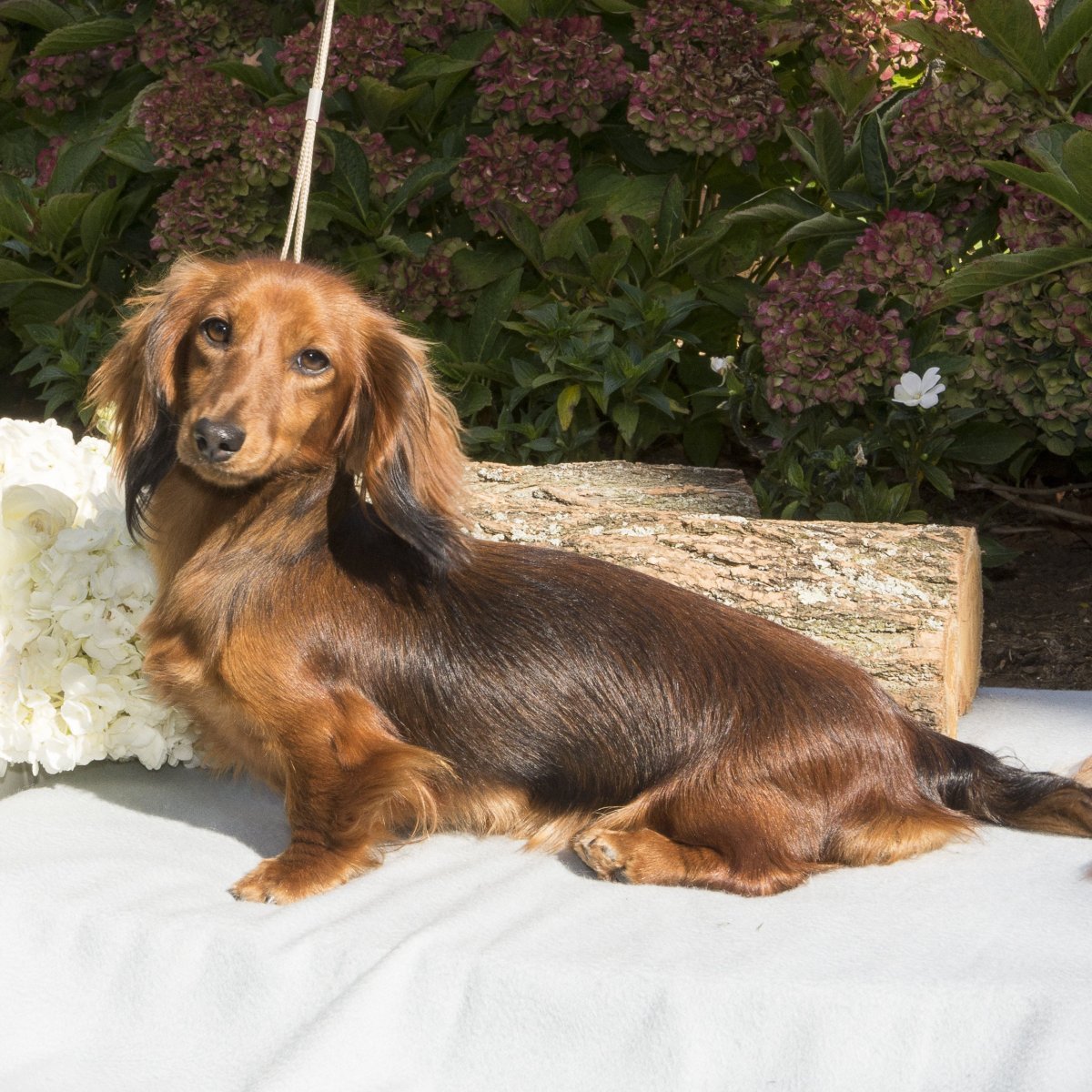 Кроличья такса длинношерстная тигровая