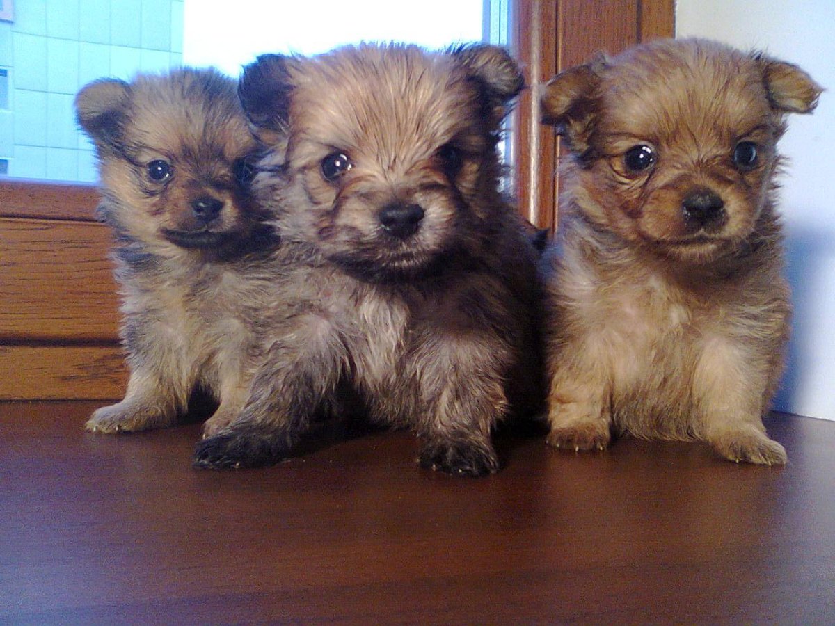 Чихуахуа терьер