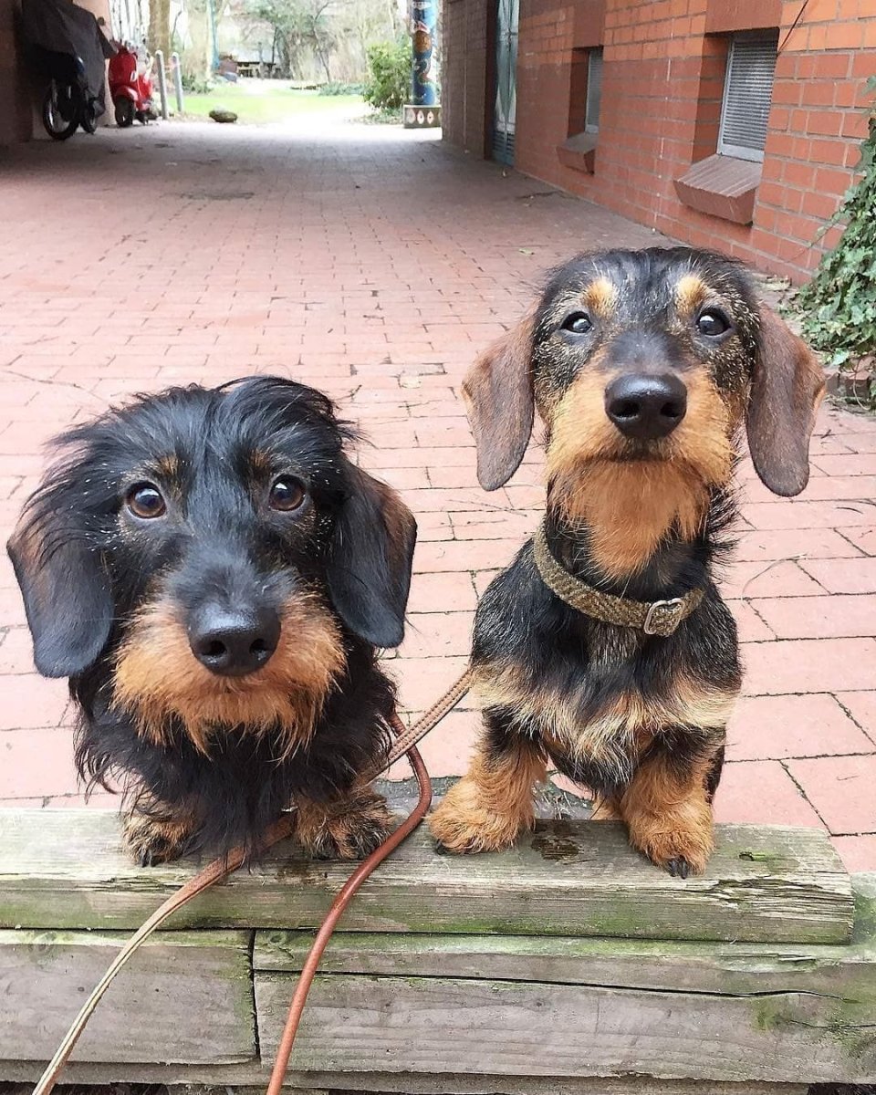 Такса пушистая