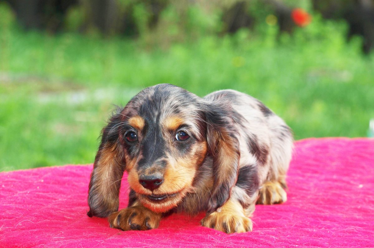 Такса трехцветная