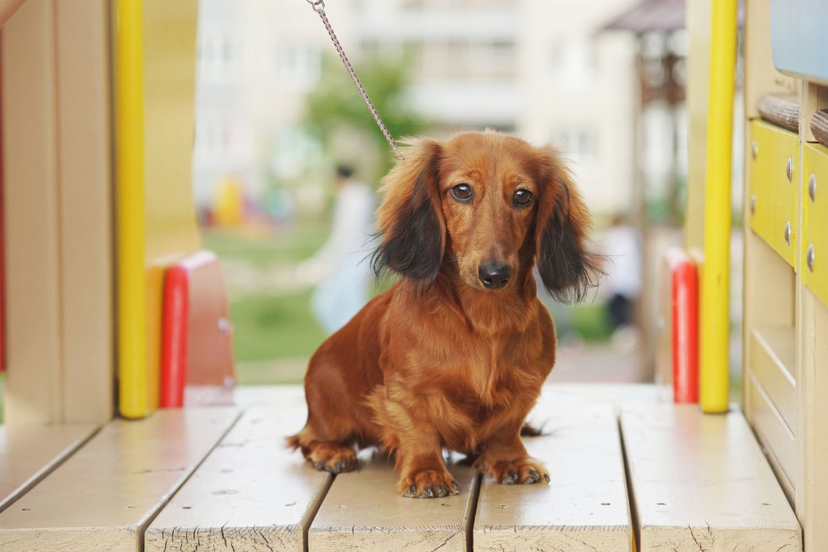Таксы собака желтая