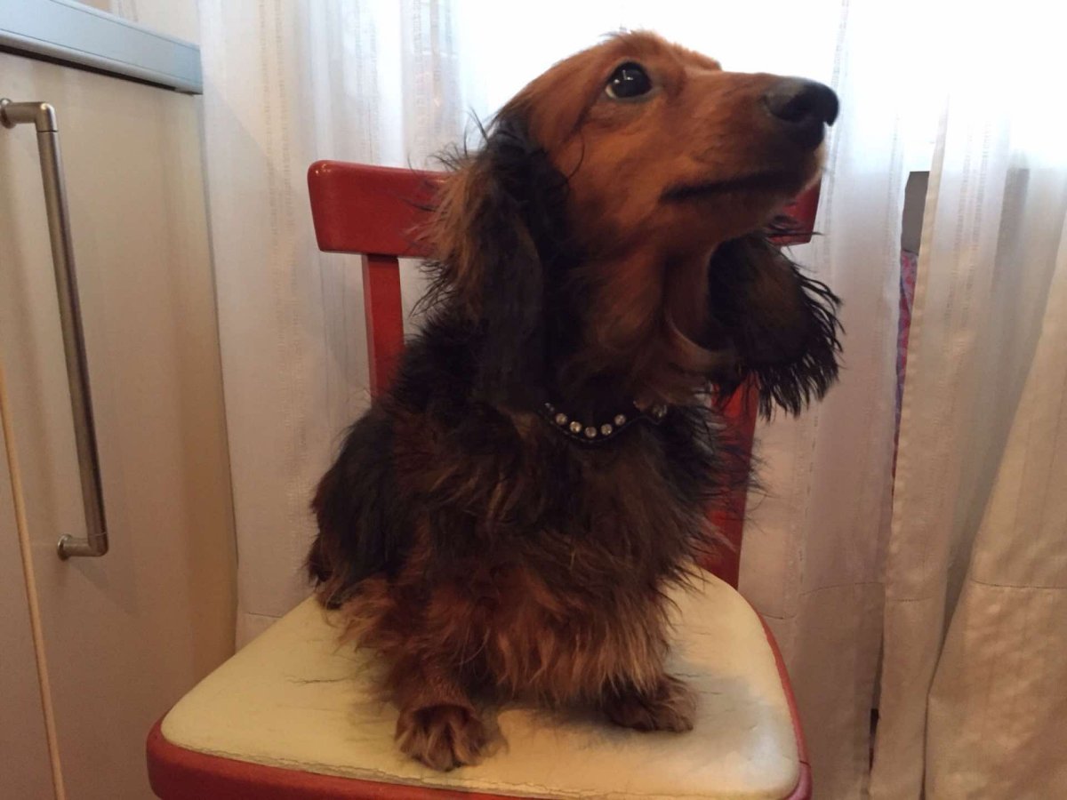 Такса Деннис