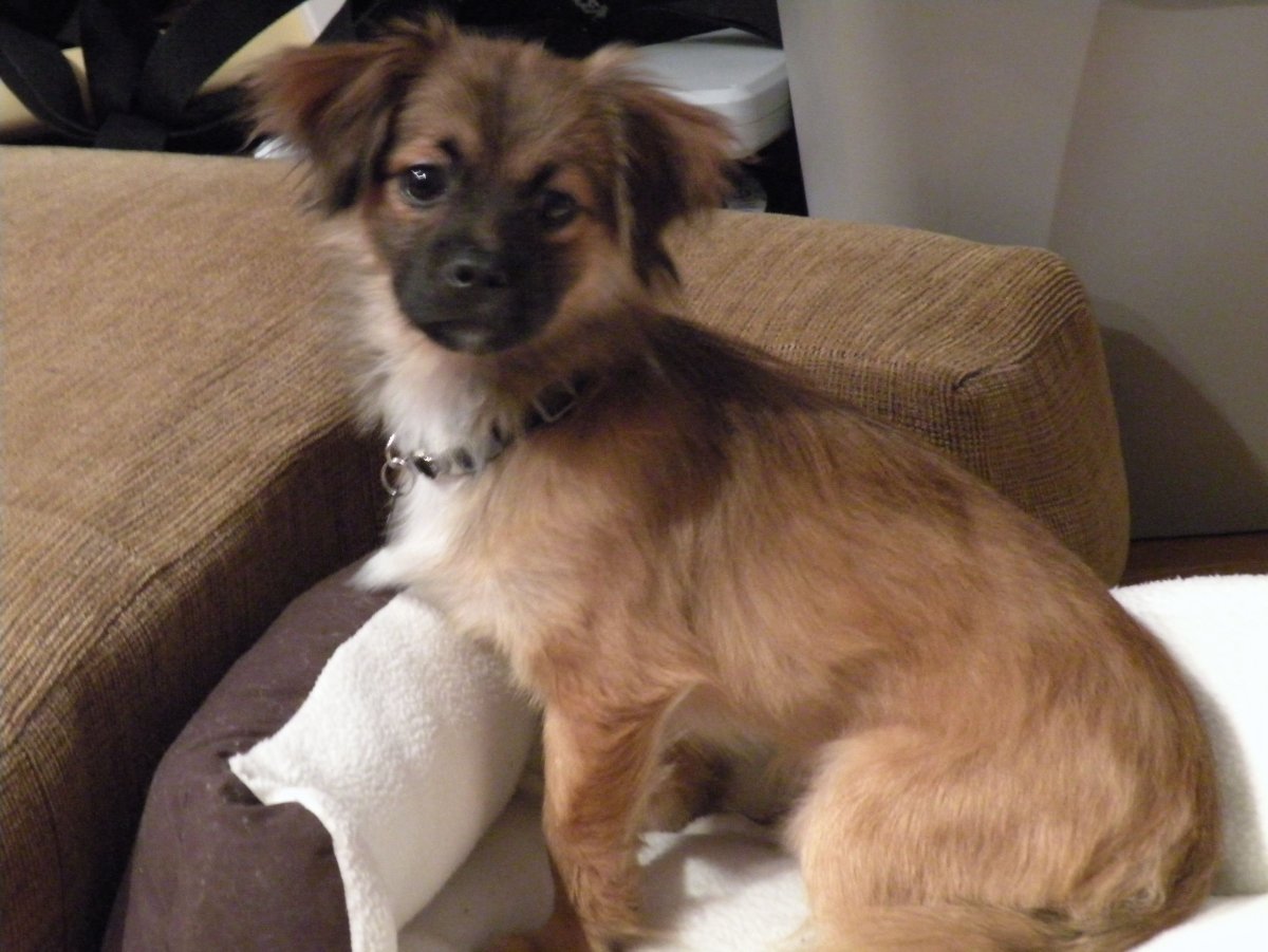 Ши тцу и чихуахуа