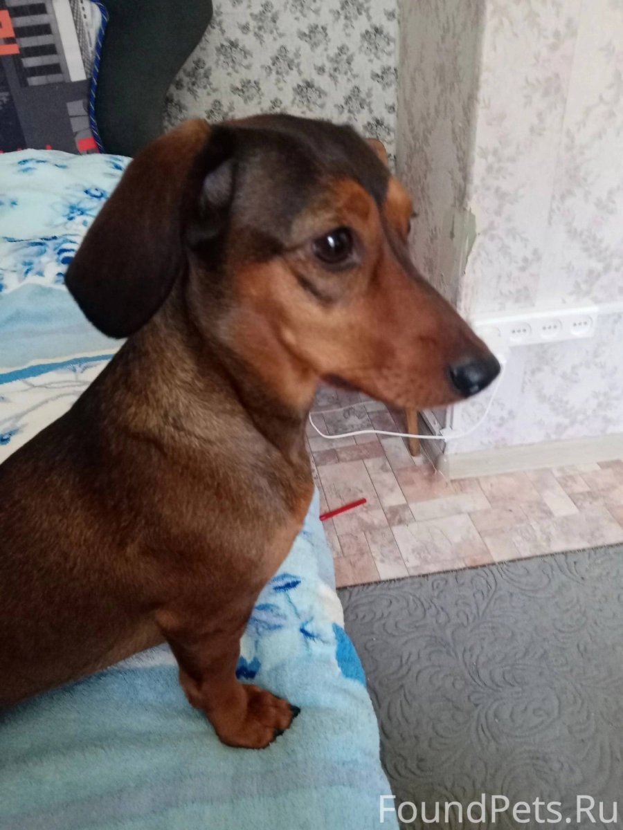 Королевская такса длинношерстная