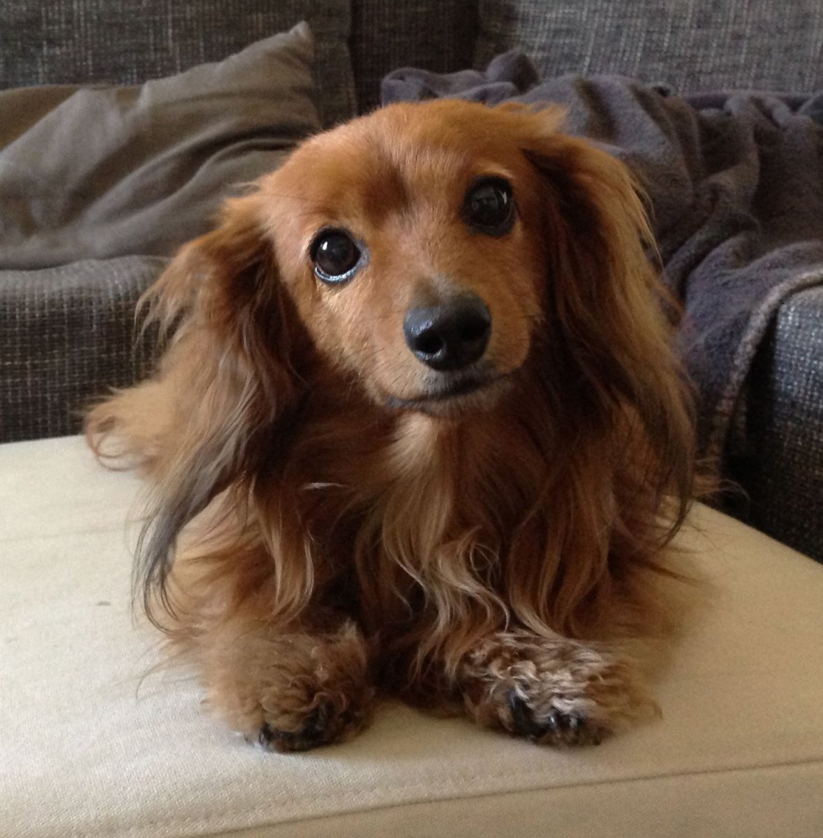 Беременные животные такса