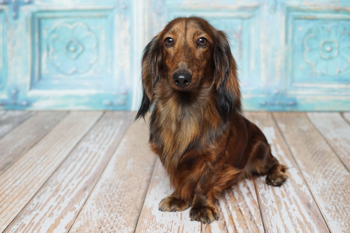 Такса длинношерстная