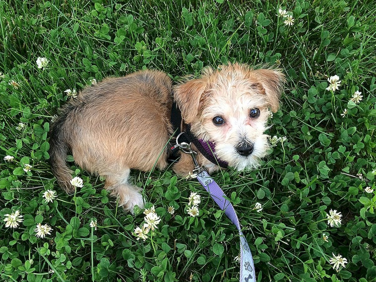 Смесь пинчера и йоркширского терьера