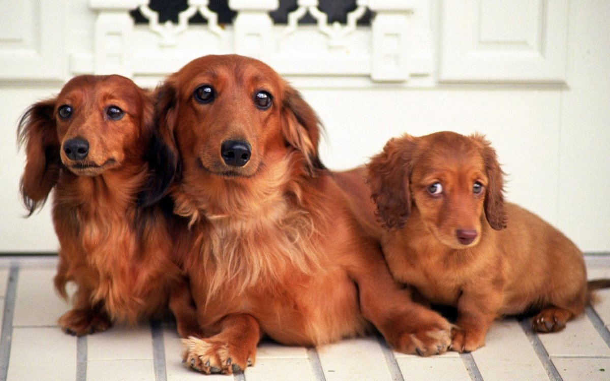 Прически для собаки таксы