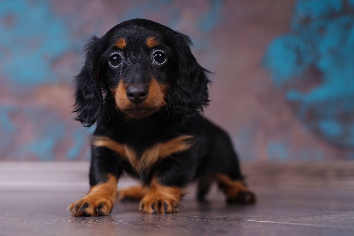 Такса длинношерстная карликовая