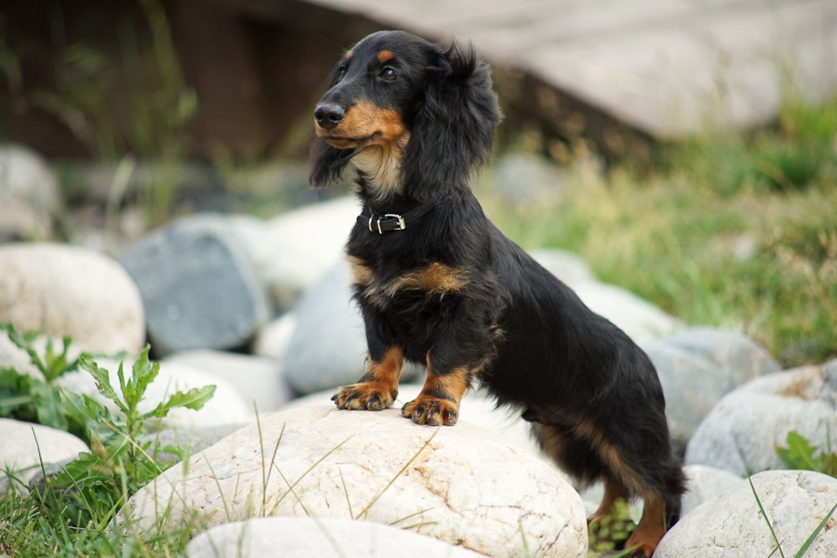 Мини такса пушистая