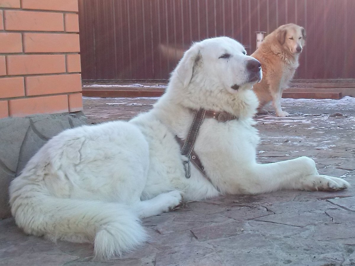 Туркменский алабай