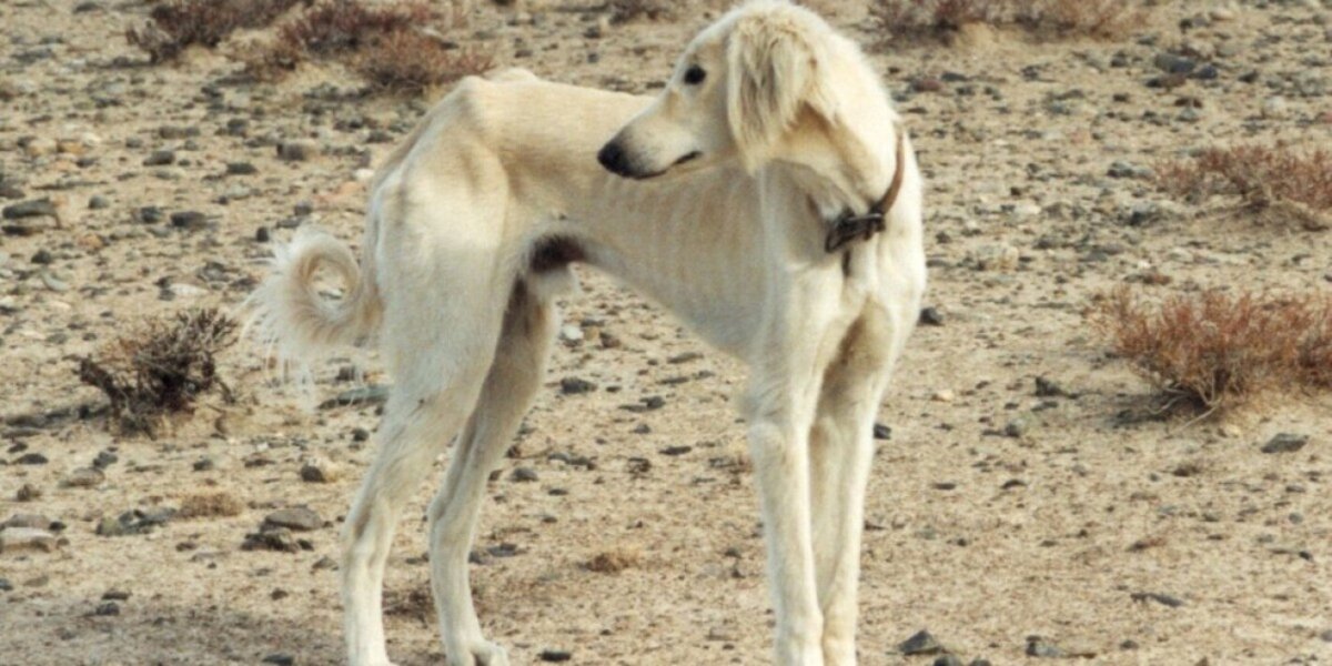 Туркменский алабай