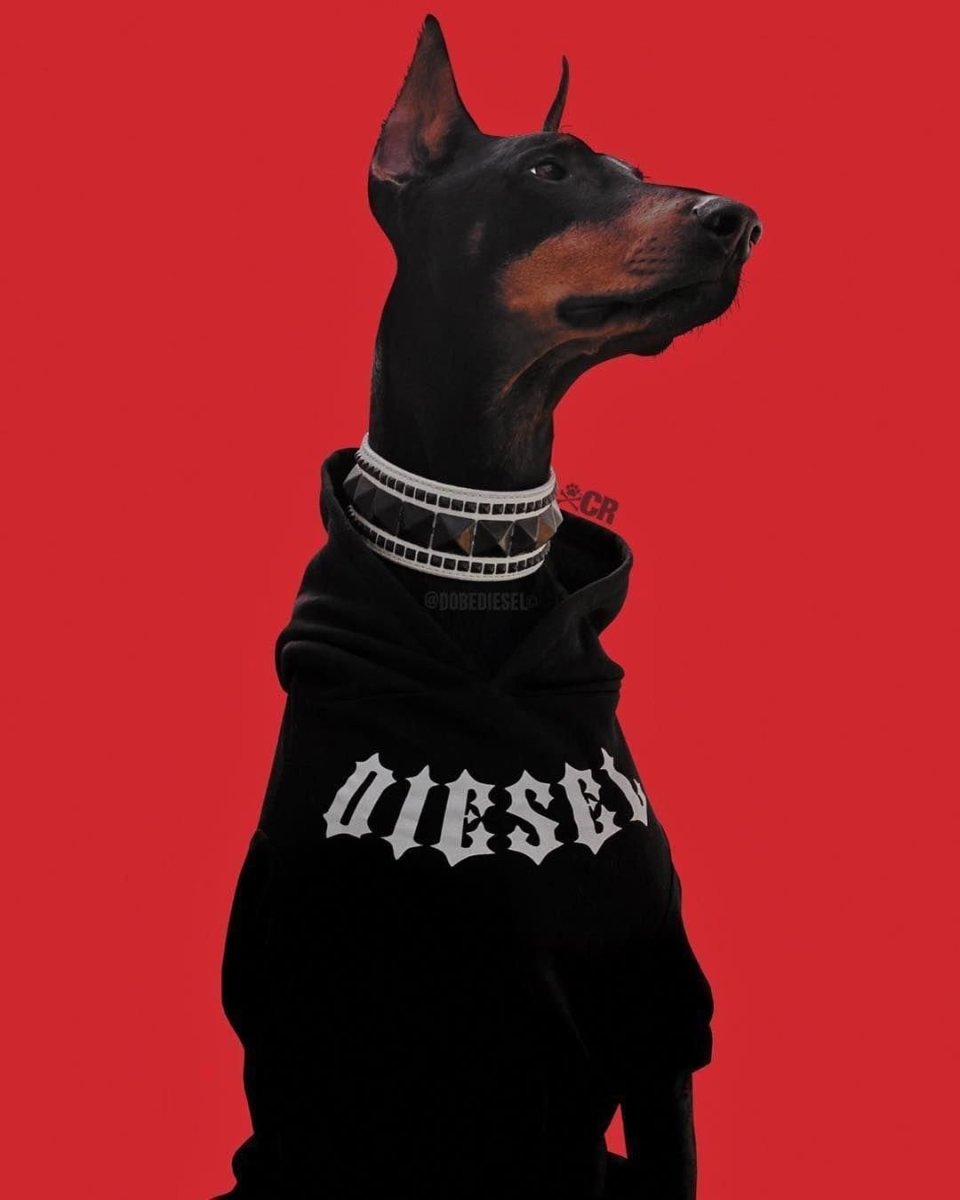 Доберман гигант